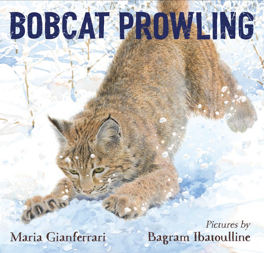 bobcat-126