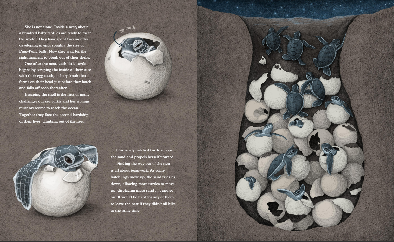 turtles-interior-4