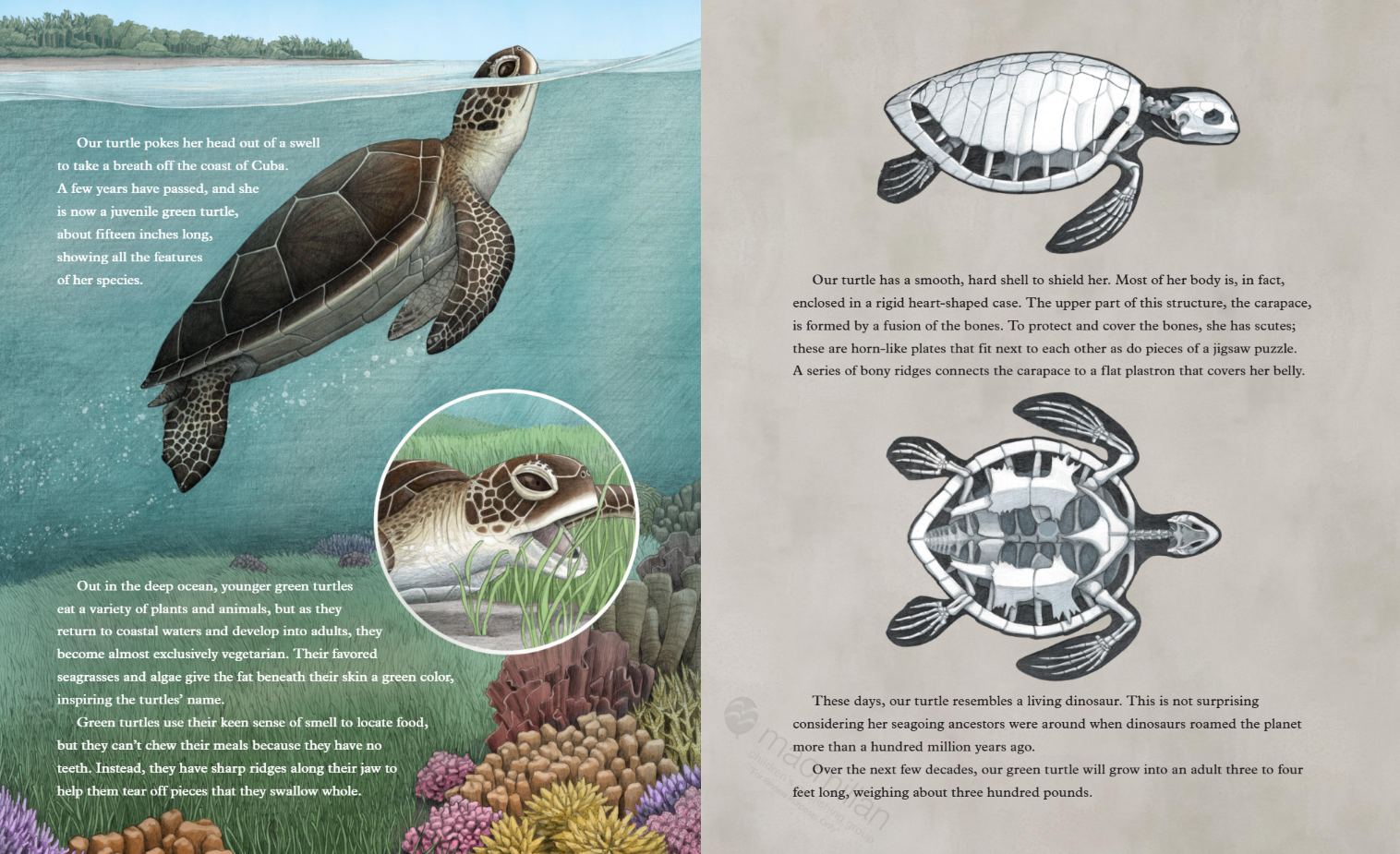 sea-turtles-interior-7