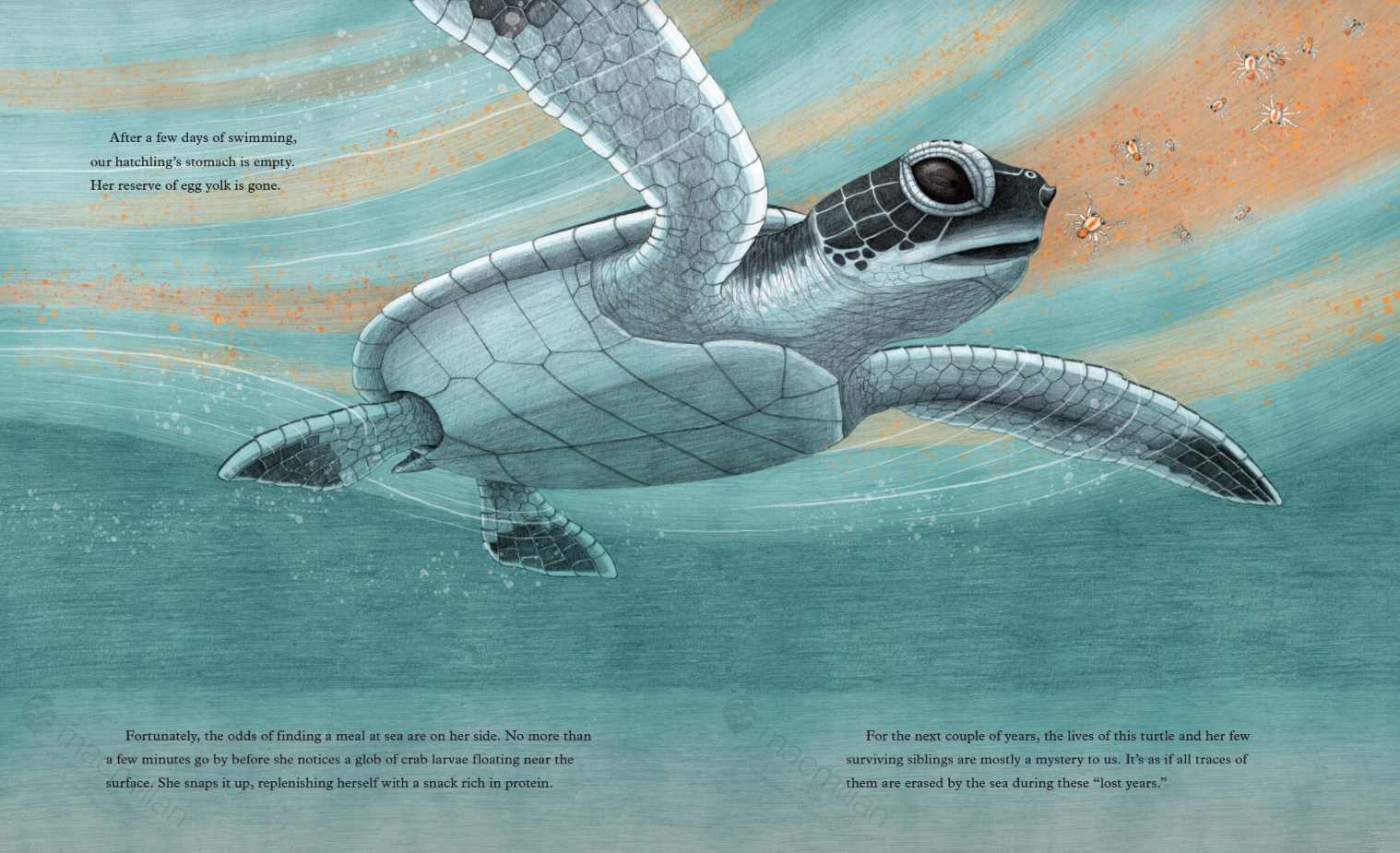 sea-turtles-interior-6