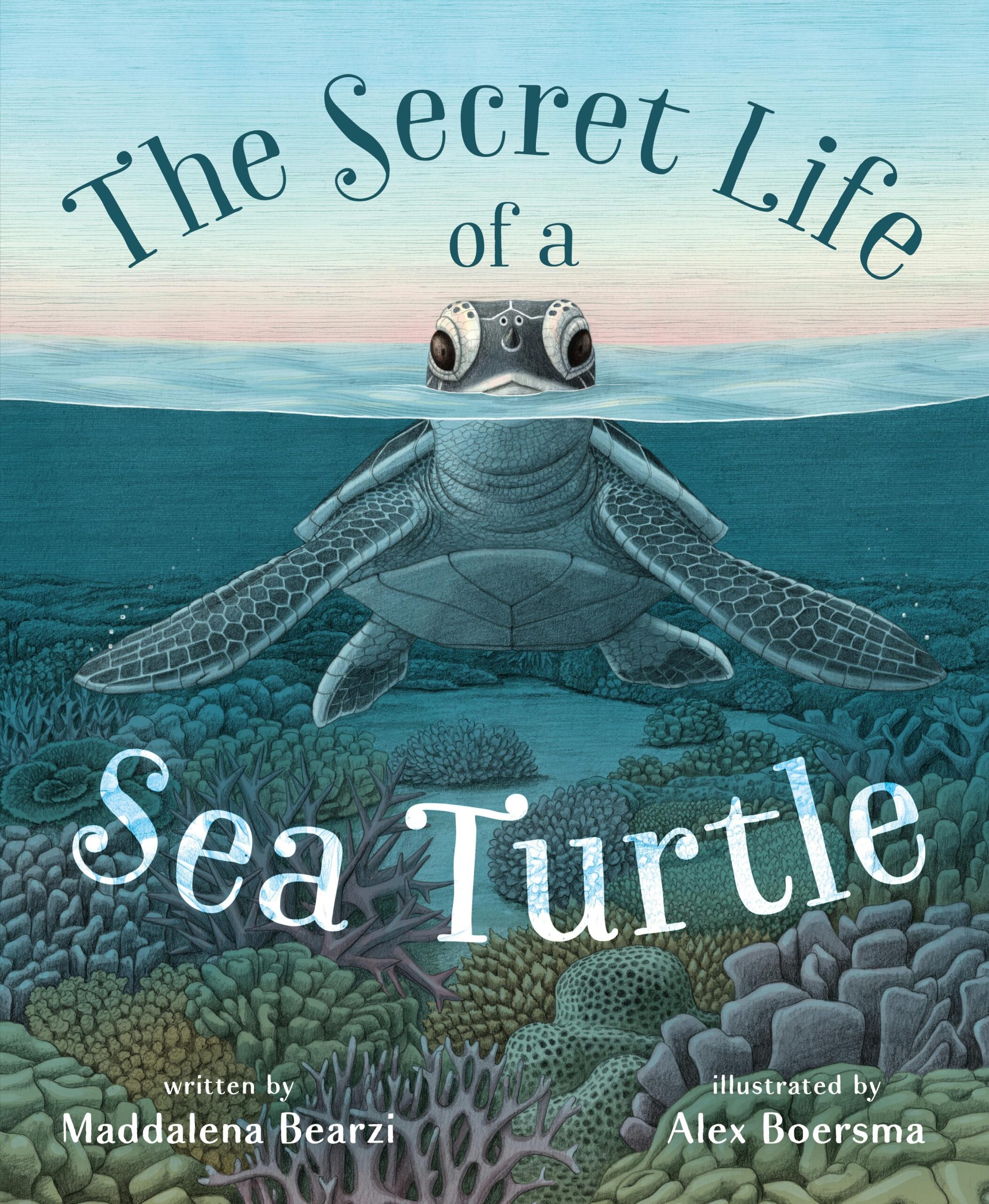 The Secret Life of a Sea Turtle Book Cover