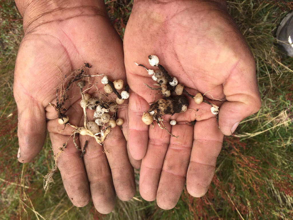 Solanum Jalcae tubers from a potato crop wild relative found growing along the side of the road in Cajamarca, Peru. A team from the International Potato Center genebank is traveled through the Peruvian Andes in search of potato wild relatives. In the first three days of the trip seven species were located. Crop wild relatives could hold the key to helping secure potato production for future generations. Hearty by nature, wild potato relatives have evolved over time, often growing in inhospitable conditions. Hidden in their morphing DNA might be the key to creating modern potato varieties with built-in resistance to such farming challenges as pests and disease, severe weather, and prolonged drought. Sara A. Fajardo for CIP
