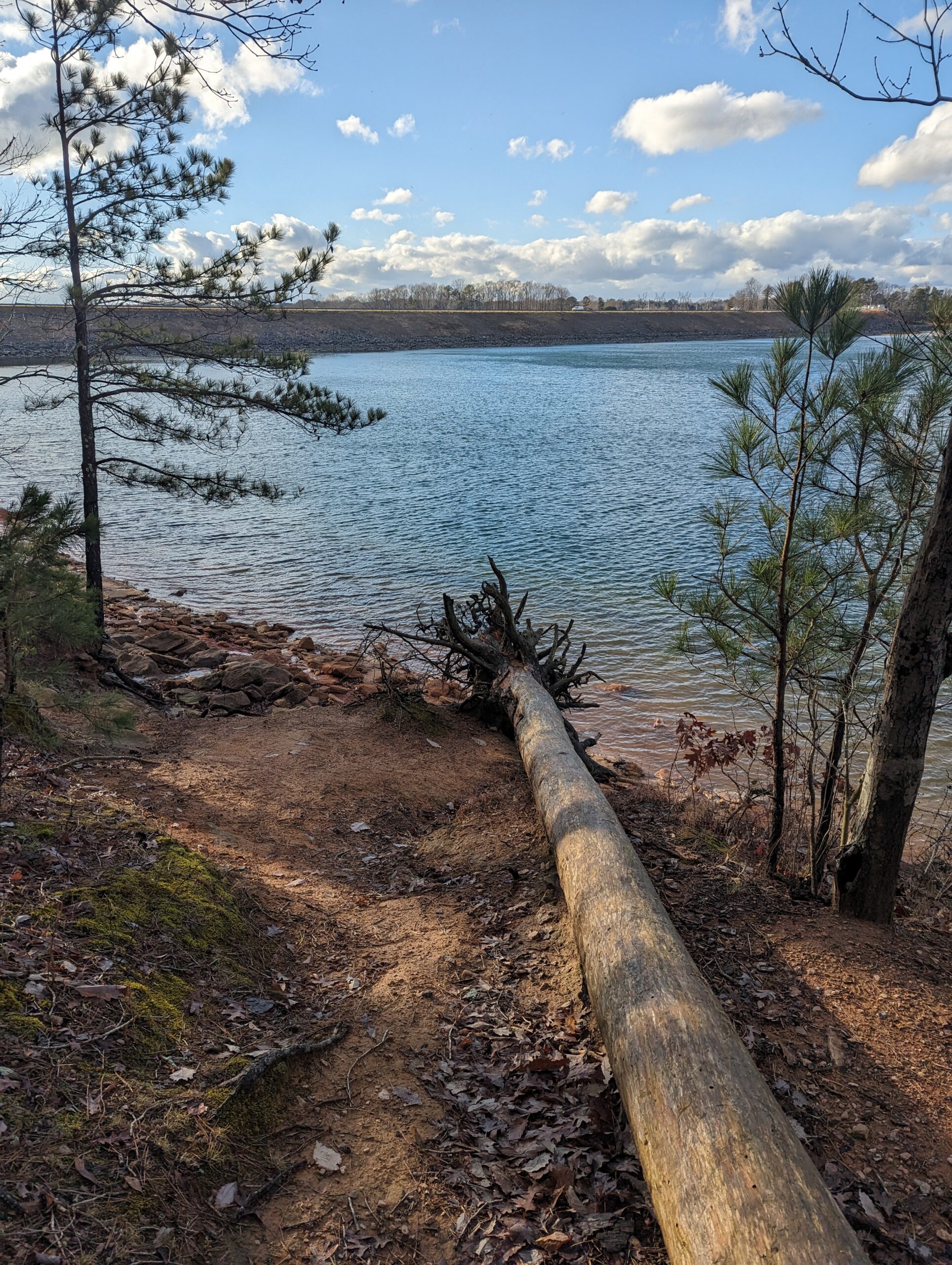 lake lanier, fallen tree
